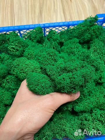 Стабилизированный мох