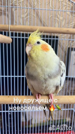 Попугай корелла