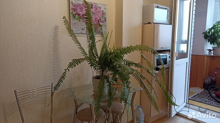 Папоротник комнатный, 4 штуки