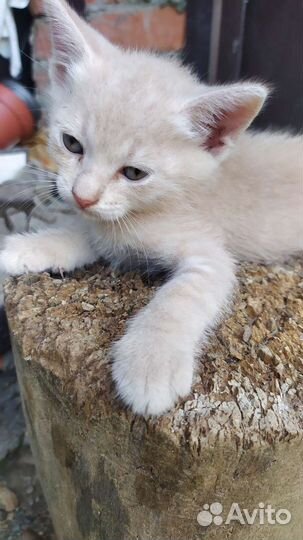Кошка в дар бесплатно