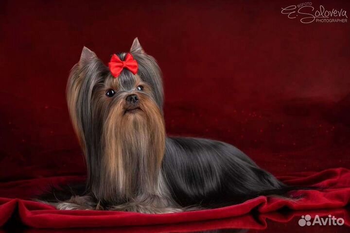 Взрослая девочка йорк