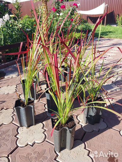 Декоративные растения для сада