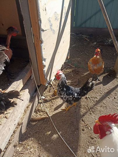 Молодые петушки