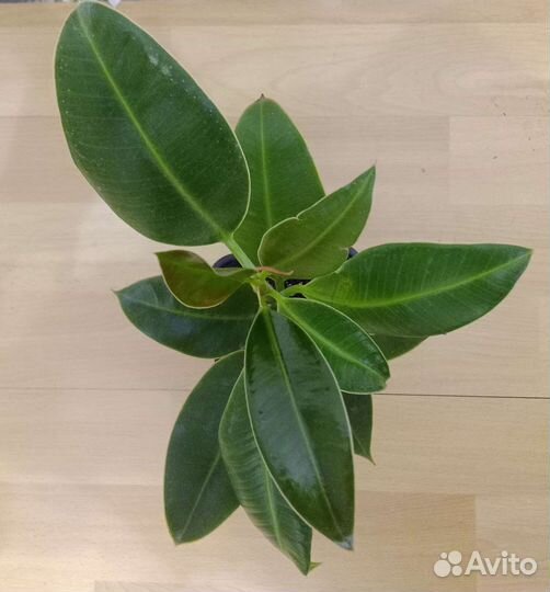 Фикус Эластика