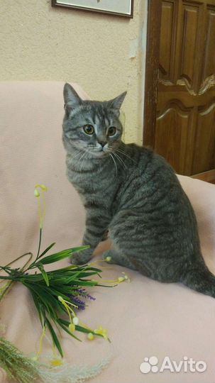 Кот помесь с британской