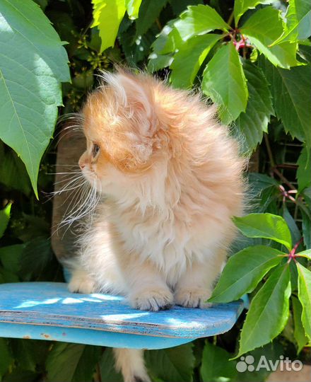 Котята золотая шиншилла