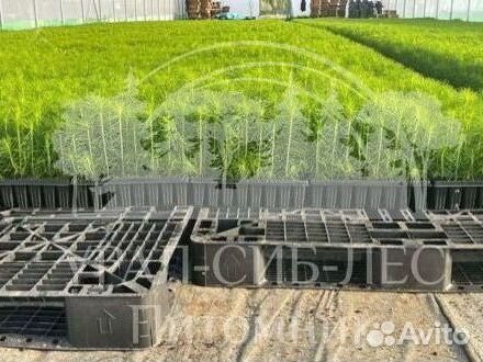 Лиственница Сибирская зкс сеянцы для лесовосстанов