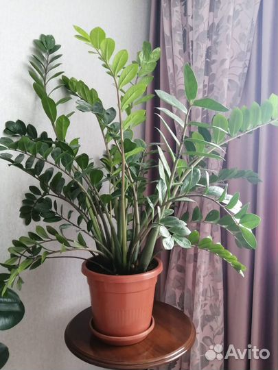 Замиокулькас