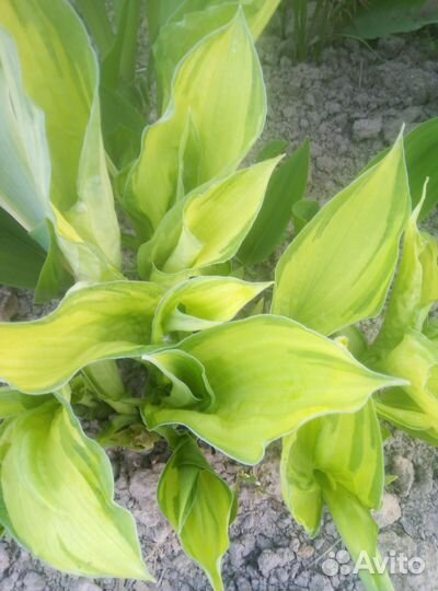 Хоста и примулы