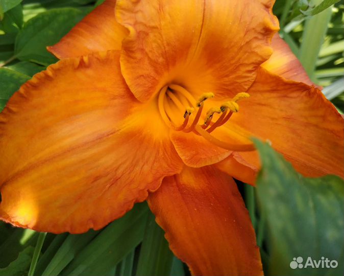 Лилейник сортовой