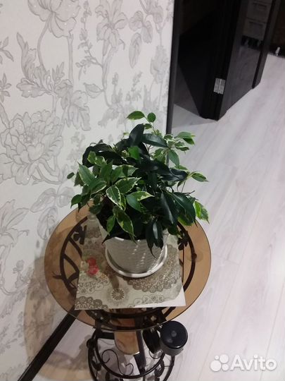 Фикус бенджамина пестролистный и зеленый