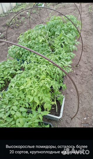 Рассада помидор, баклажанов, перца