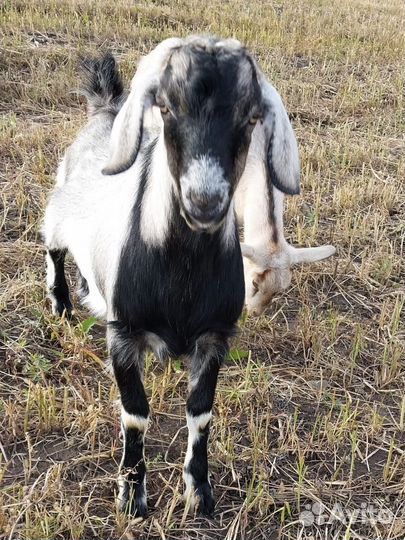 Коза нубийская