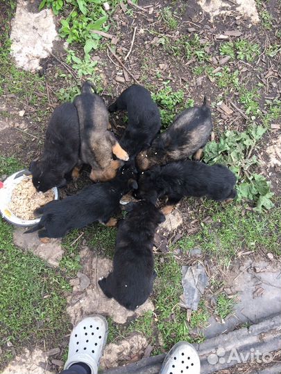Щенки дворняги