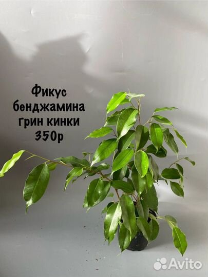 Фикус бенджамина грин кинки