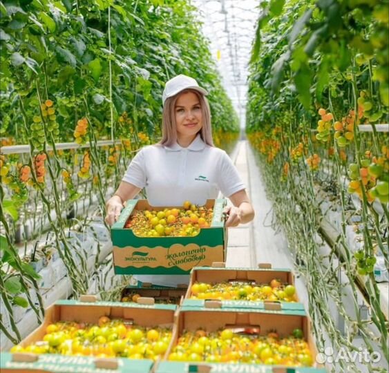 Вахта в Москве - Сортировщик томатов в теплице