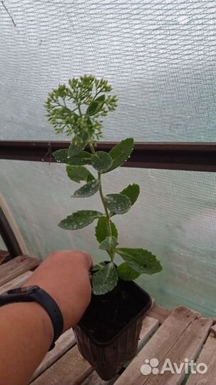 Очитки видные, почвопокровные, живучка