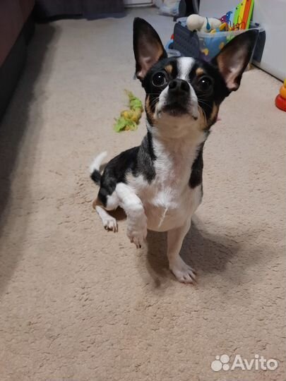 Кобель чихуахуа