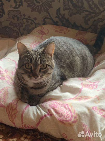 Кошка