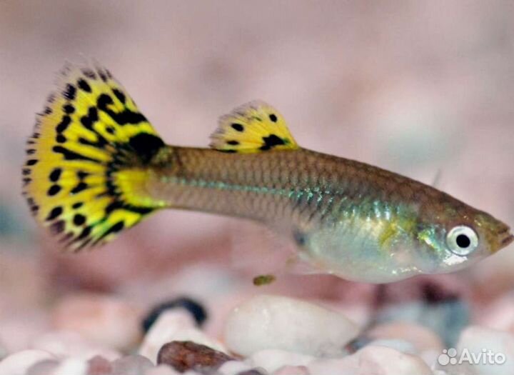 Рыба Гуппи в ассортименте