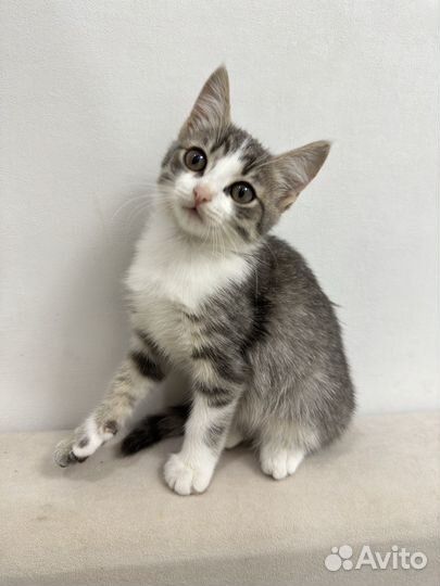 Кошка