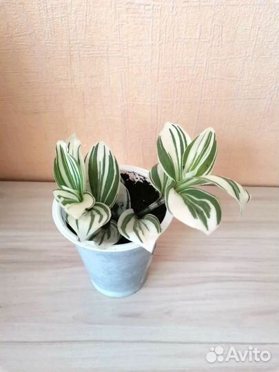 Комнатные цветы (Традесканция(альба) Хлорофитум