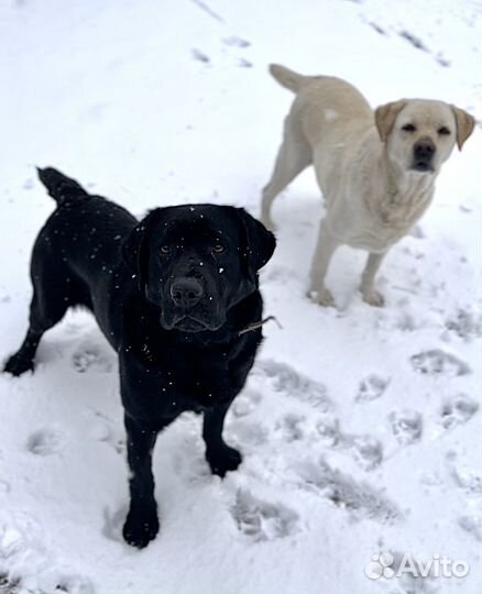 Лабрадор вязка