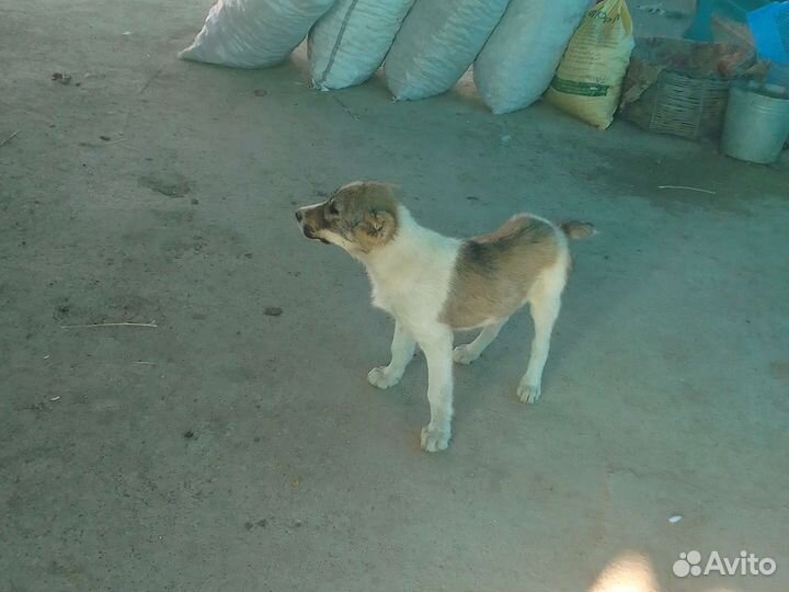 Щенки алабая