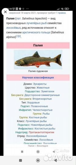 Лосось(Палия)