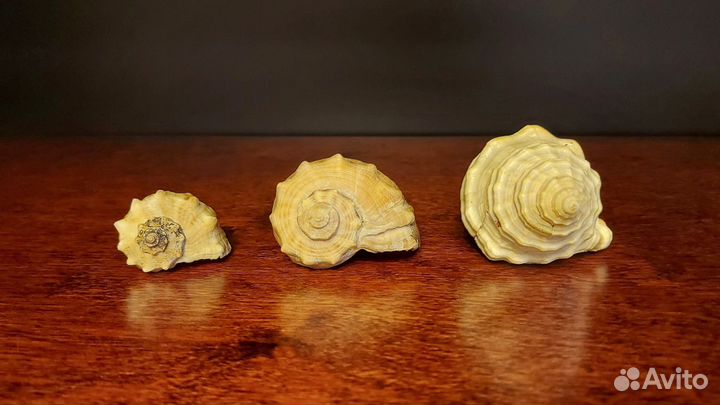 Морские ракушки