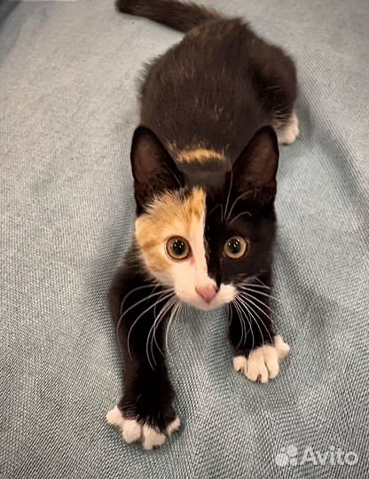 Кошка в дар