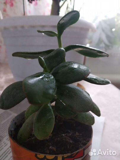 Крассула толстянка