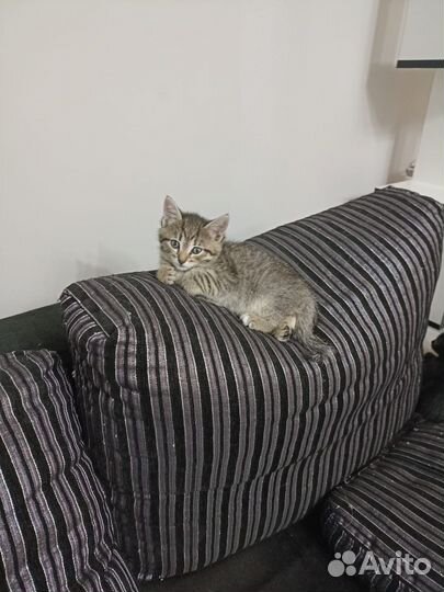 Котята полосатики в добрые руки