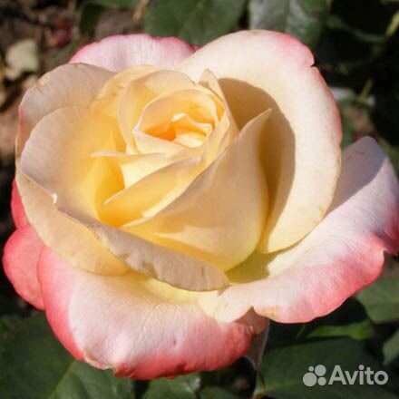 Саженцы роз в горшках