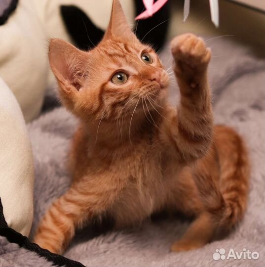 Рыжий котенок в добрые руки бесплатно