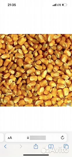 Зерно пшеница ячмень кукуруза