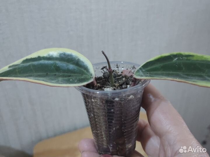 Хойя макрофилла