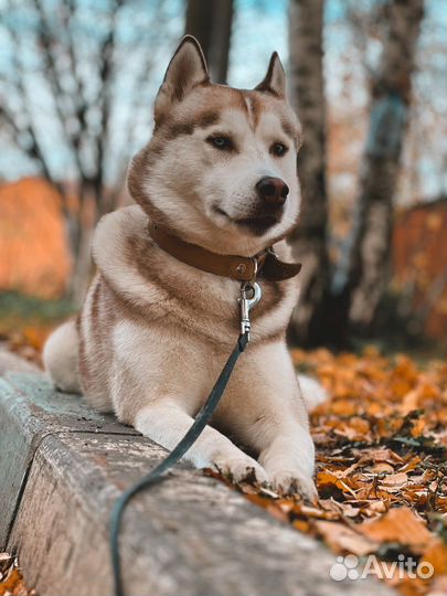 Хаски вязка