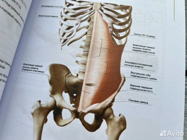 Мануальное мышечное тестирование