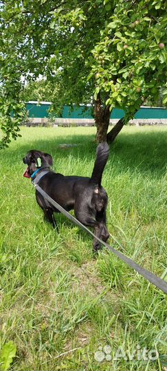 Собака в добрые руки