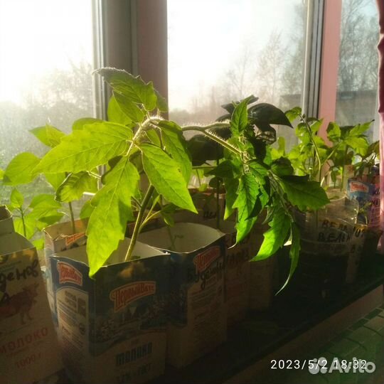 Рассада помидор и перцев