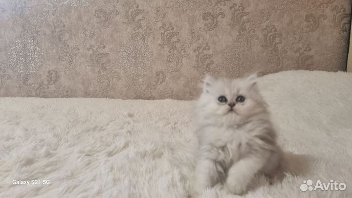 Британский-длинношерстный котик