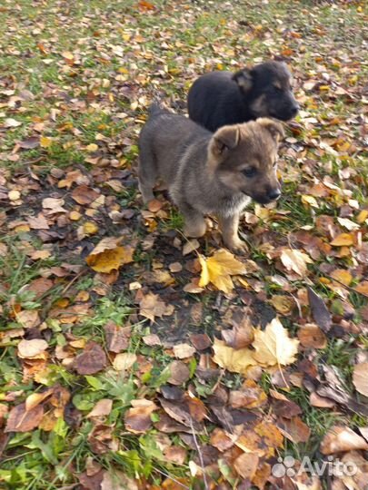 Щенки мама овчарка немец папа дворянин