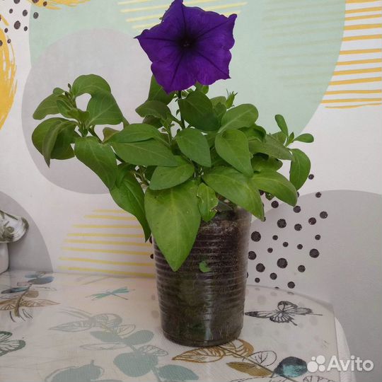 Продам петунии