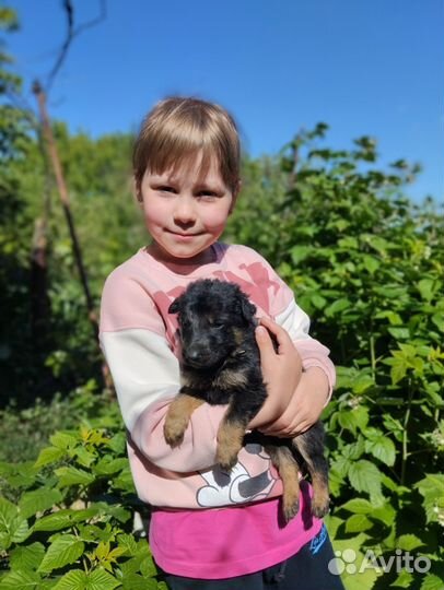 Двортерьер