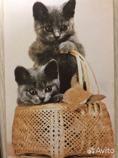 Открытки кошки