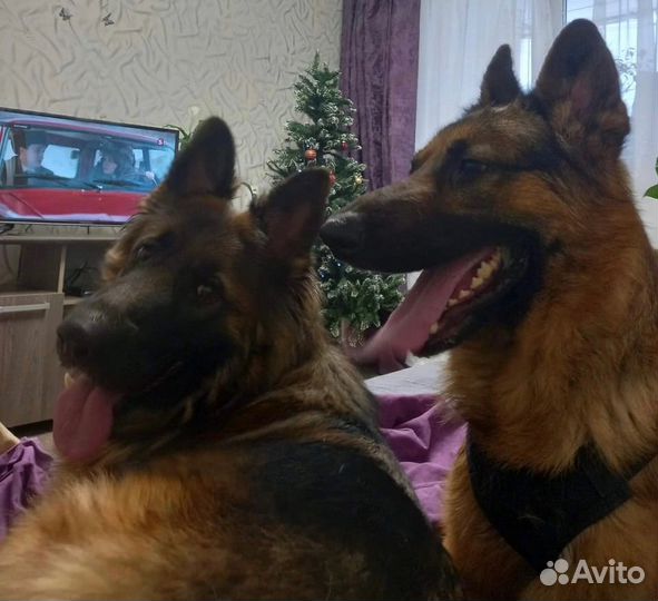 Щенки немецкой овчарки