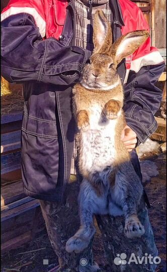 Продаю кролы