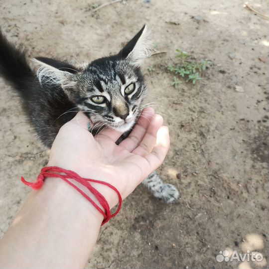 Отдам котят мальчиков в добрые руки