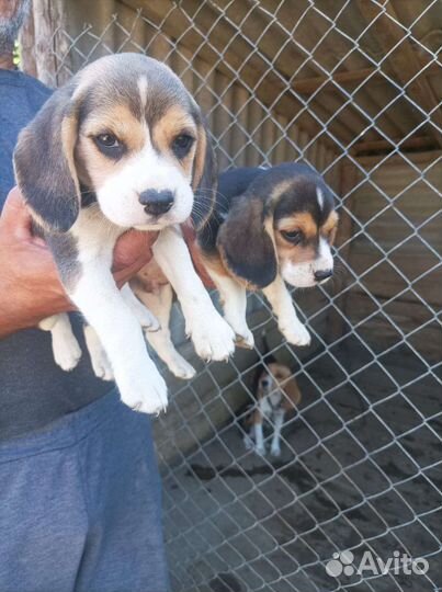 Щенки бигль